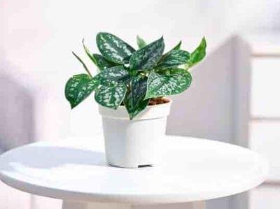 Best air purifying plants