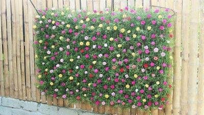 Vertical garden plants (outdoor)