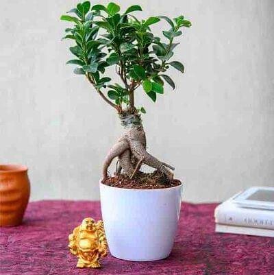 Bonsai plants